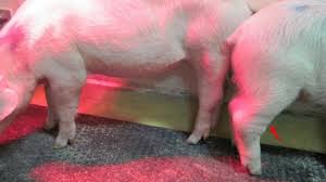 Interdite par les autorités étatiques en raison de la peste porcine Africaine , la viande de porc est toujours présente dans les marchés publics 