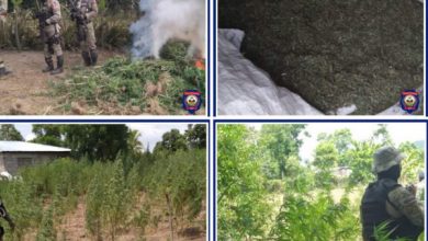 DGPNH/Opération : Des champs de marijuana détruits dans le Nord par des agents de la PNH