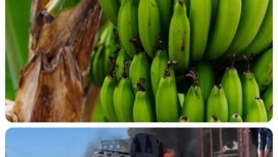 Haïti/Crise: le prix de la banane explose en raison de la guerre des gangs à Canaan 
