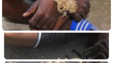 Haïti/Banditisme : deux ex otages exécutés par un chef de gang 